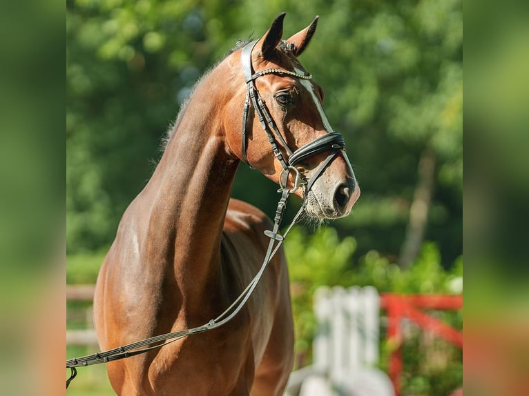 Oldenburgo Caballo castrado 5 años 170 cm Castaño in Münster