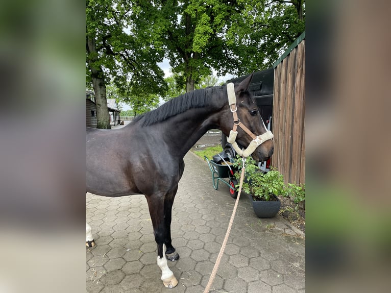Oldenburgo Caballo castrado 5 años 170 cm Castaño oscuro in Halstenbek