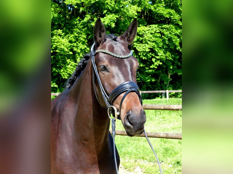 Oldenburgo Caballo castrado 5 años 170 cm Castaño oscuro in Drantum