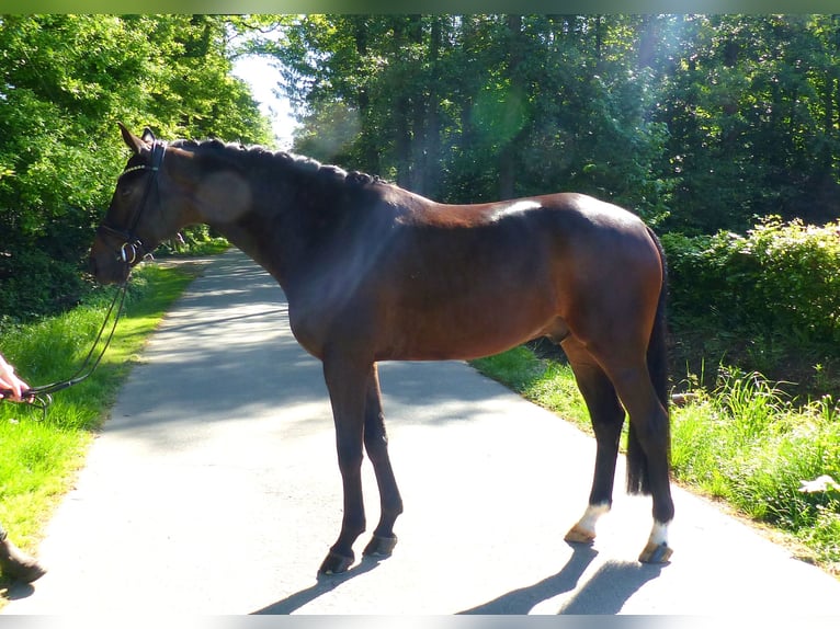 Oldenburgo Caballo castrado 5 años 170 cm Castaño oscuro in Drantum