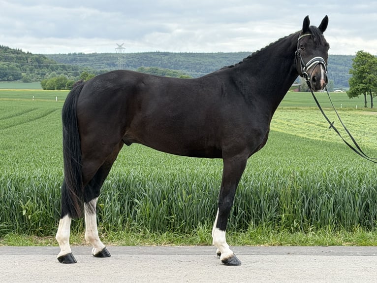 Oldenburgo Caballo castrado 5 años 170 cm Castaño oscuro in Riedlingen