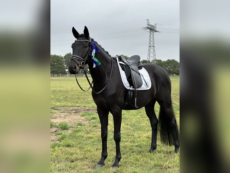 Oldenburgo Caballo castrado 5 años 170 cm Morcillo in Dallgow-D&#xF6;beritz