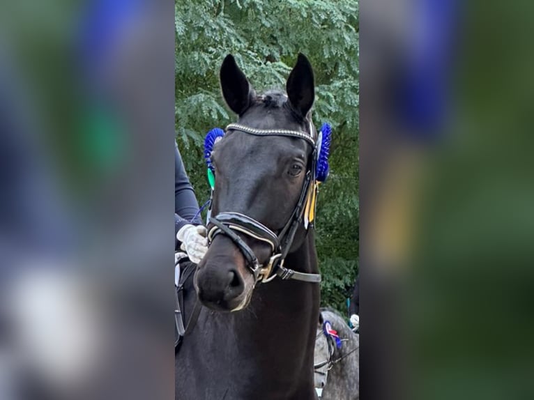 Oldenburgo Caballo castrado 5 años 170 cm Morcillo in Dallgow-D&#xF6;beritz