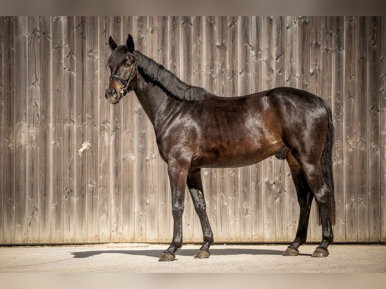 Oldenburgo Caballo castrado 5 años 170 cm Morcillo in Marienthal