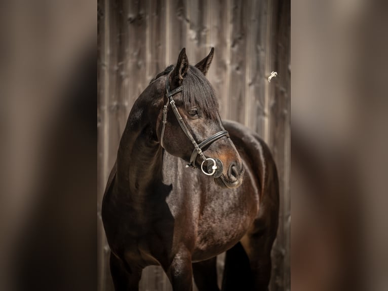 Oldenburgo Caballo castrado 5 años 170 cm Morcillo in Marienthal