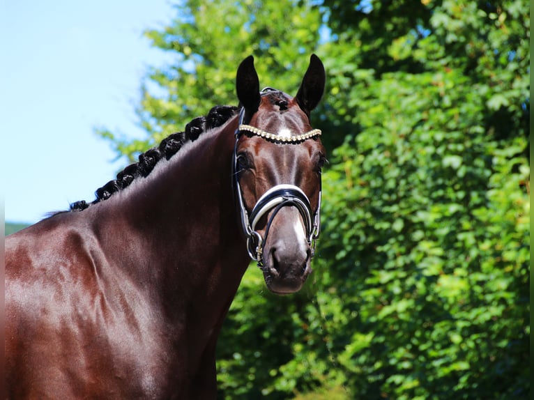 Oldenburgo Caballo castrado 5 años 170 cm Negro in Lienen