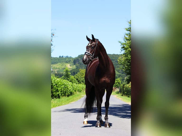 Oldenburgo Caballo castrado 5 años 170 cm Negro in Lienen
