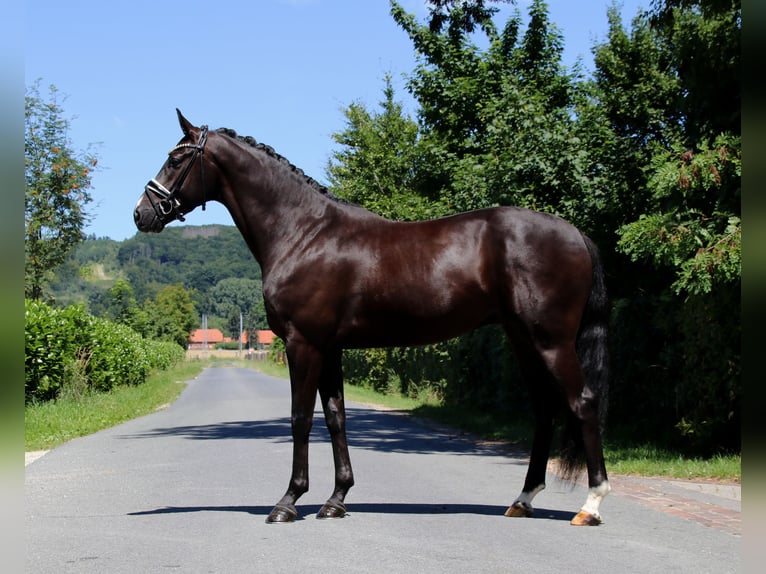 Oldenburgo Caballo castrado 5 años 170 cm Negro in Lienen