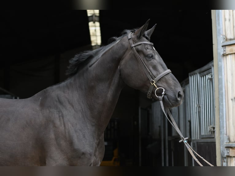 Oldenburgo Caballo castrado 5 años 170 cm Negro in Geilenkirchen