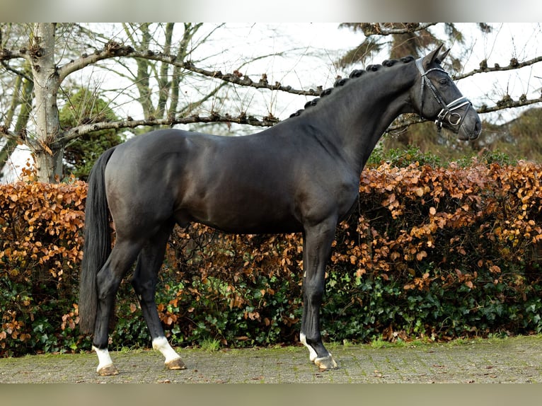 Oldenburgo Caballo castrado 5 años 170 cm Negro in Rees