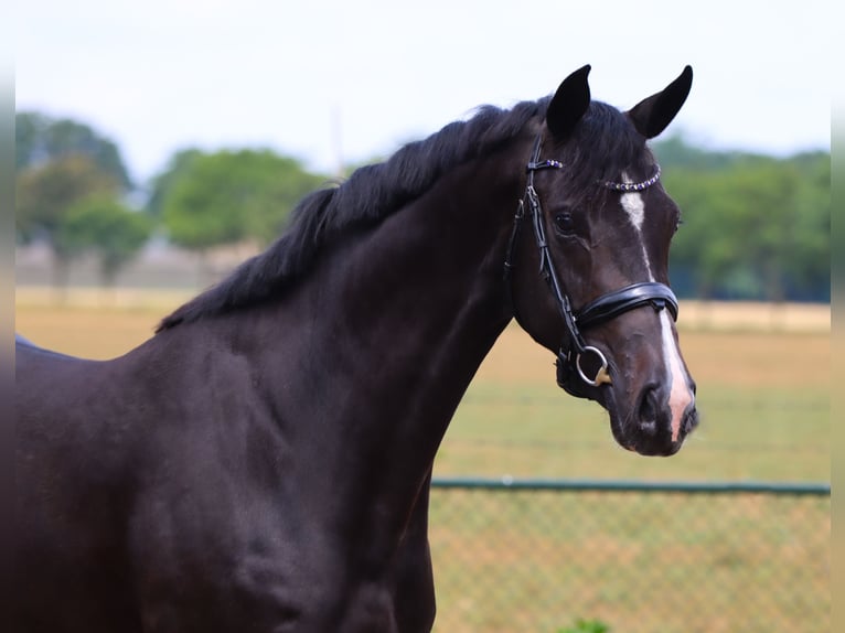 Oldenburgo Caballo castrado 5 años 170 cm Negro in Rees