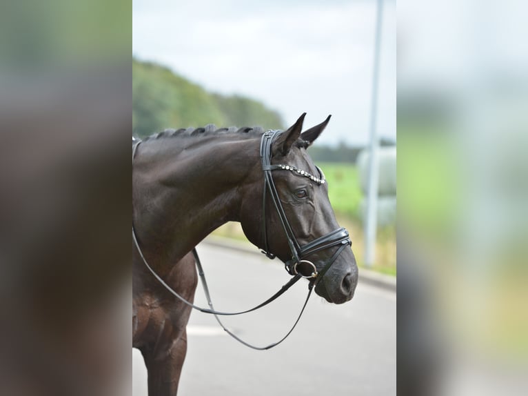 Oldenburgo Caballo castrado 5 años 170 cm Negro in Cappeln (Oldenburg)