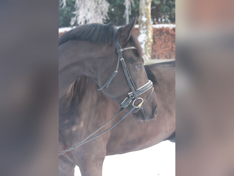 Oldenburgo Caballo castrado 5 años 170 cm Negro in Hepstedt