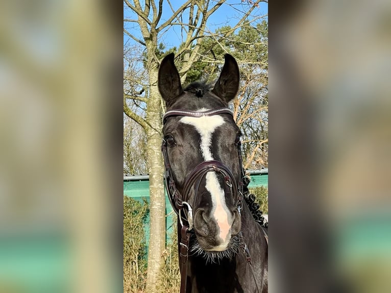 Oldenburgo Caballo castrado 5 años 170 cm Negro in Redefin