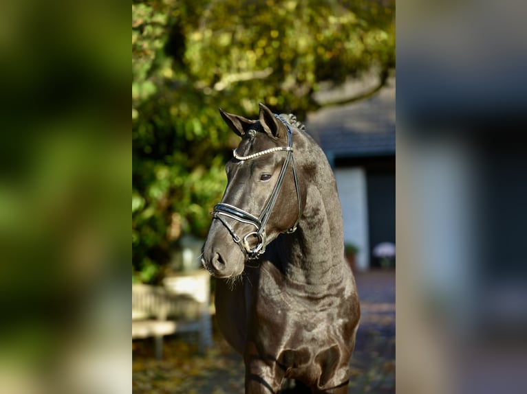 Oldenburgo Caballo castrado 5 años 170 cm Negro in Vechta
