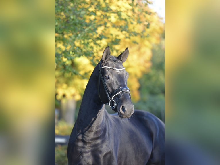 Oldenburgo Caballo castrado 5 años 170 cm Negro in Vechta