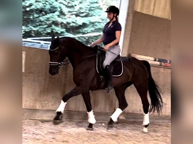 Oldenburgo Caballo castrado 5 años 170 cm Negro in Wien