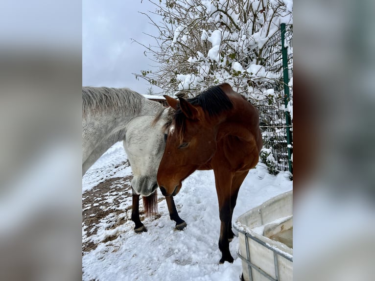 Oldenburgo Caballo castrado 5 años 170 cm Tordo in Lörracho