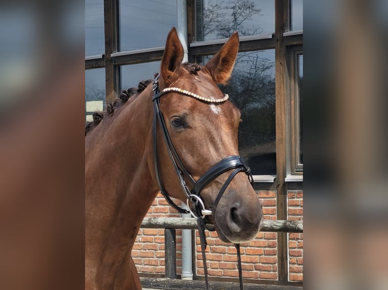 Oldenburgo Caballo castrado 5 años 171 cm Alazán-tostado in Heidesheim am Rhein