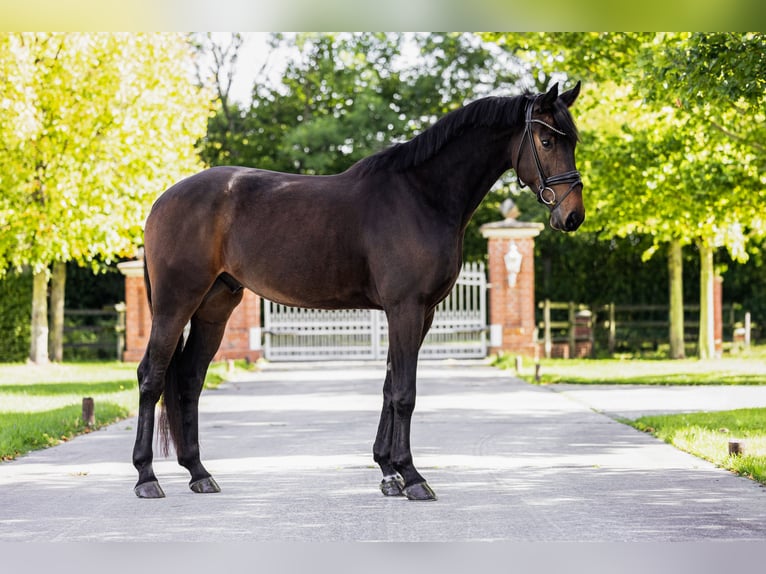 Oldenburgo Caballo castrado 5 años 171 cm Castaño oscuro in Rosendahl