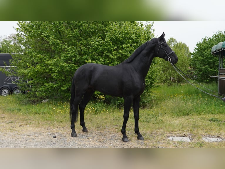 Oldenburgo Caballo castrado 5 años 171 cm Negro in Fontanellato