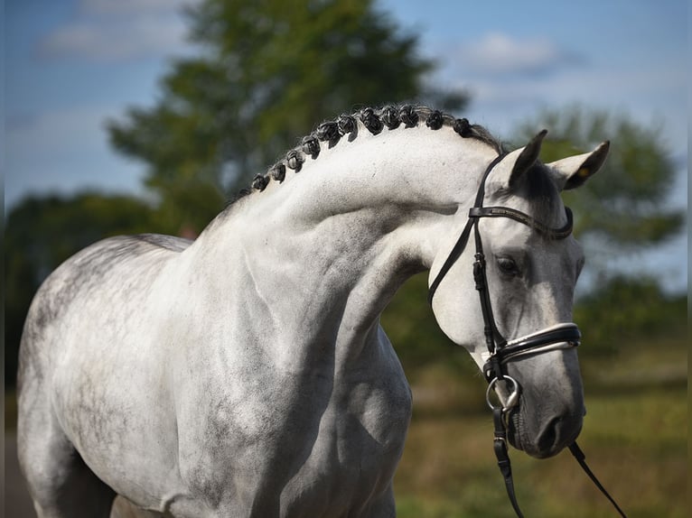 Oldenburgo Caballo castrado 5 años 171 cm Tordo in Bekesszentandras