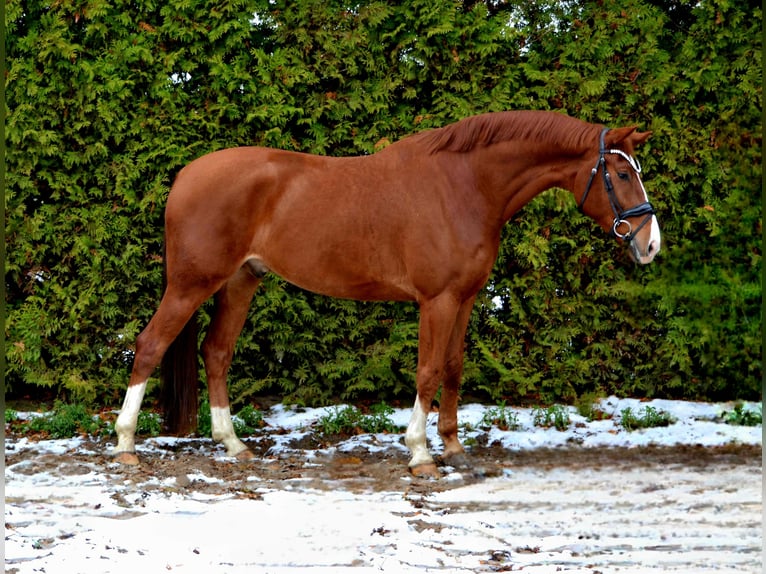 Oldenburgo Caballo castrado 5 años 172 cm Alazán in Oyten