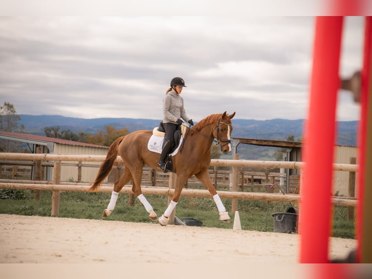 Oldenburgo Caballo castrado 5 años 172 cm Alazán in montbrison