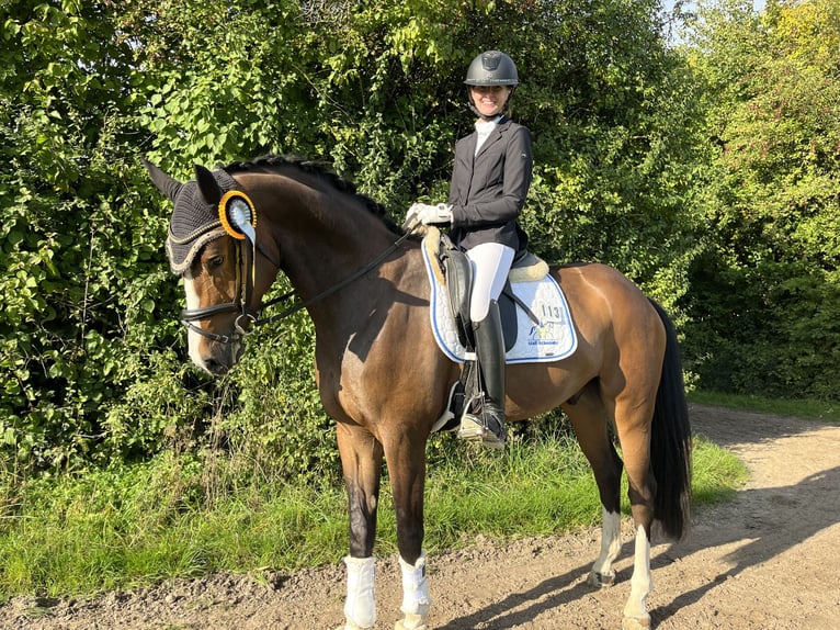 Oldenburgo Caballo castrado 5 años 172 cm Castaño in Besigheim