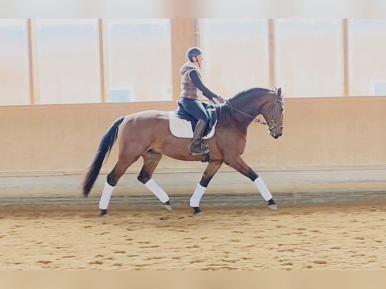 Oldenburgo Caballo castrado 5 años 172 cm Castaño in Altenstadt