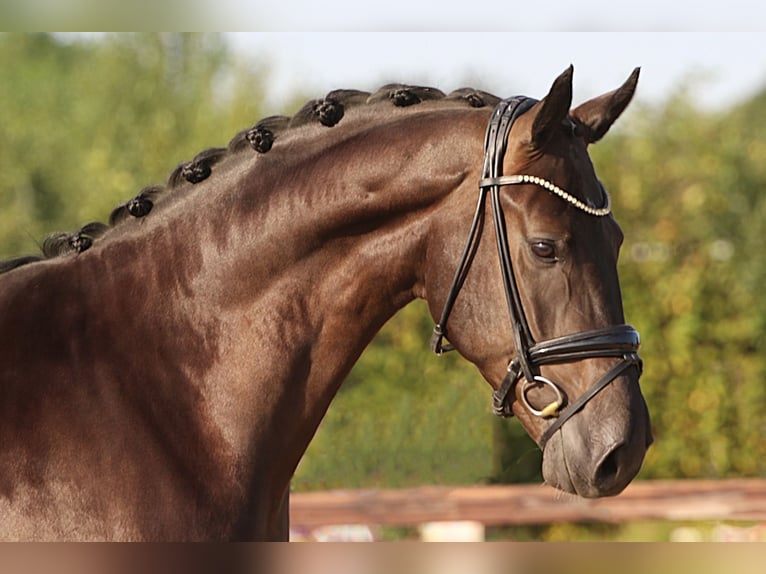 Oldenburgo Caballo castrado 5 años 172 cm Castaño oscuro in Meinersen