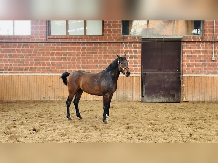 Oldenburgo Caballo castrado 5 años 172 cm Castaño oscuro in Molbergen/Ermke