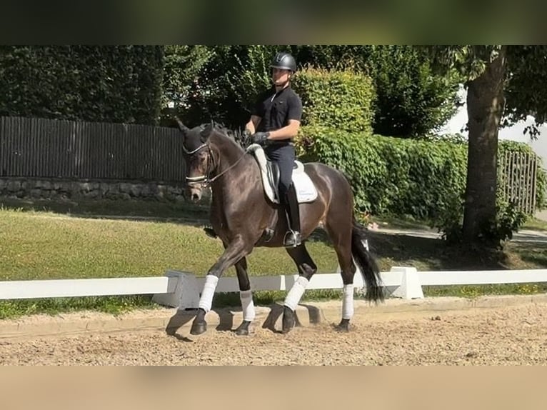 Oldenburgo Caballo castrado 5 años 172 cm Castaño oscuro in Rottenburg an der Laaber