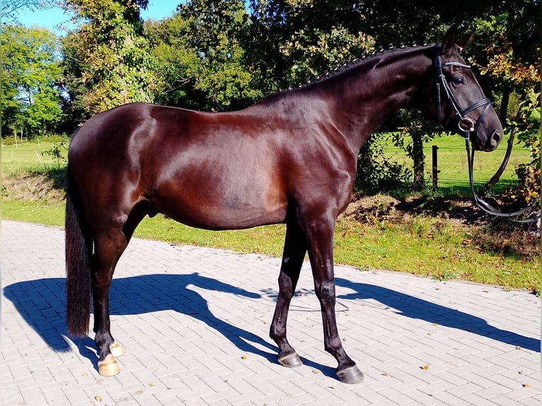 Oldenburgo Caballo castrado 5 años 172 cm Negro in Wittmund