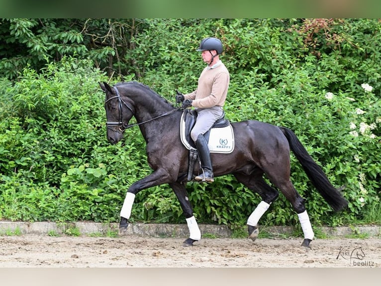 Oldenburgo Caballo castrado 5 años 172 cm Negro in Hepstedt