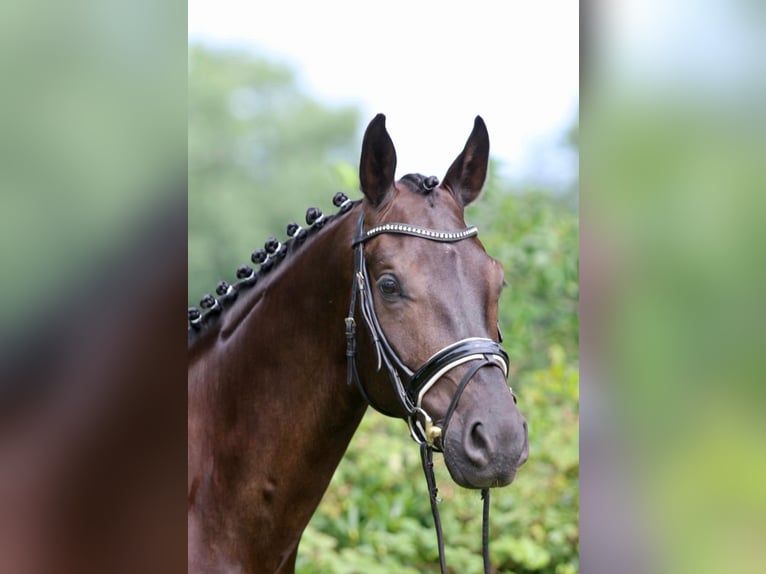 Oldenburgo Caballo castrado 5 años 172 cm Negro in Hepstedt