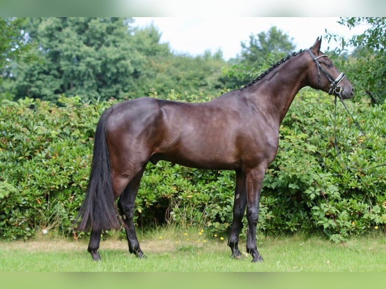 Oldenburgo Caballo castrado 5 años 172 cm Negro in Hepstedt