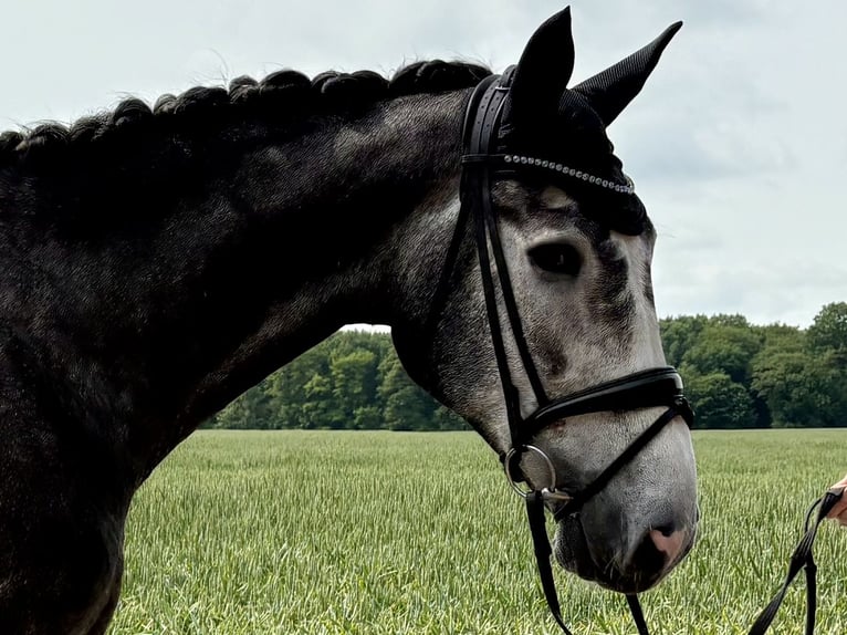 Oldenburgo Caballo castrado 5 años 172 cm Tordo in Freren