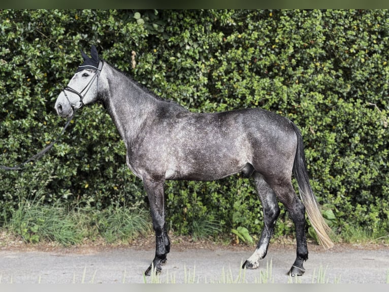 Oldenburgo Caballo castrado 5 años 172 cm Tordo in Freren