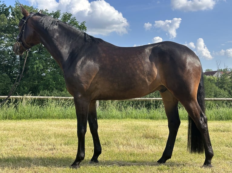 Oldenburgo Caballo castrado 5 años 173 cm Castaño oscuro in HeinersreuthHeinersreuth