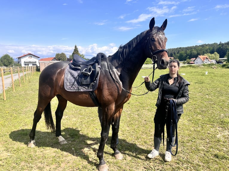 Oldenburgo Caballo castrado 5 años 173 cm Castaño oscuro in Hitzendorf