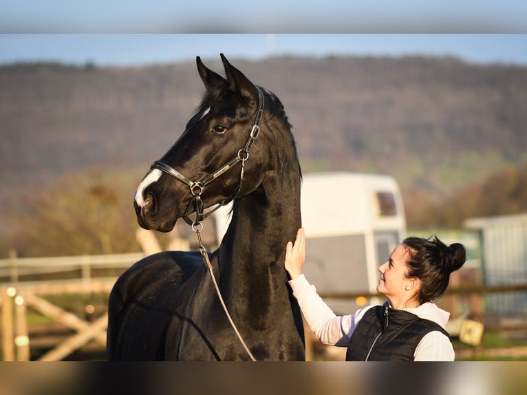 Oldenburgo Caballo castrado 5 años 173 cm Negro in Hetzerath