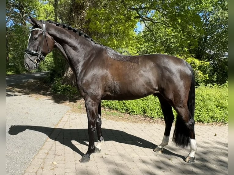 Oldenburgo Caballo castrado 5 años 173 cm Negro in Münster