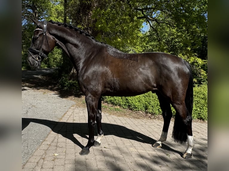 Oldenburgo Caballo castrado 5 años 173 cm Negro in Münster