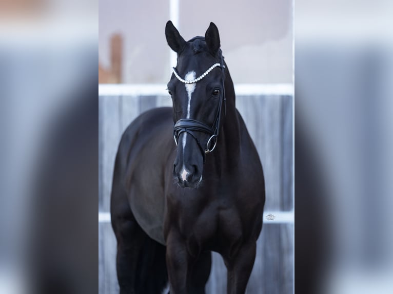 Oldenburgo Caballo castrado 5 años 173 cm Negro in Rosengarten