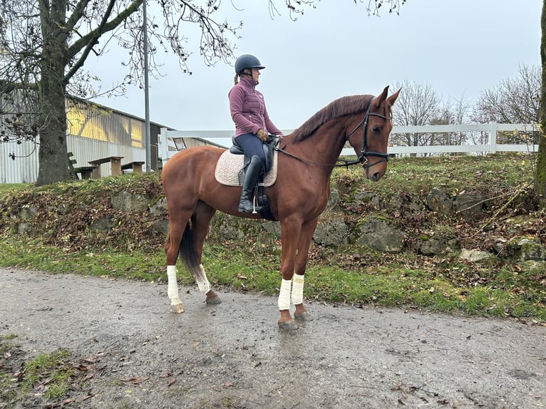 Oldenburgo Caballo castrado 5 años 174 cm Alazán in Leinfelden-Echterdingen