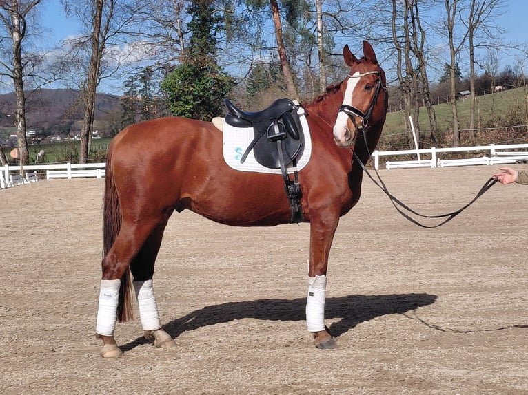 Oldenburgo Caballo castrado 5 años 174 cm Alazán in Aschaffenburg