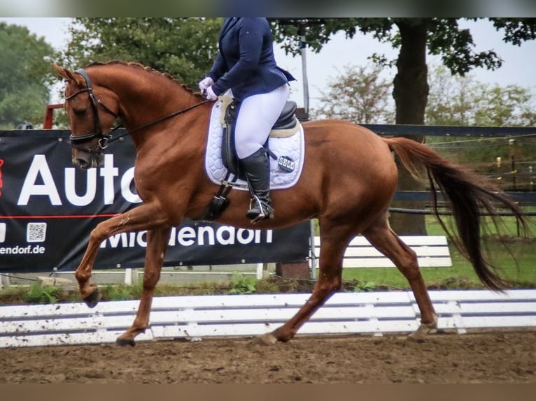 Oldenburgo Caballo castrado 5 años 174 cm Alazán in Dinklage