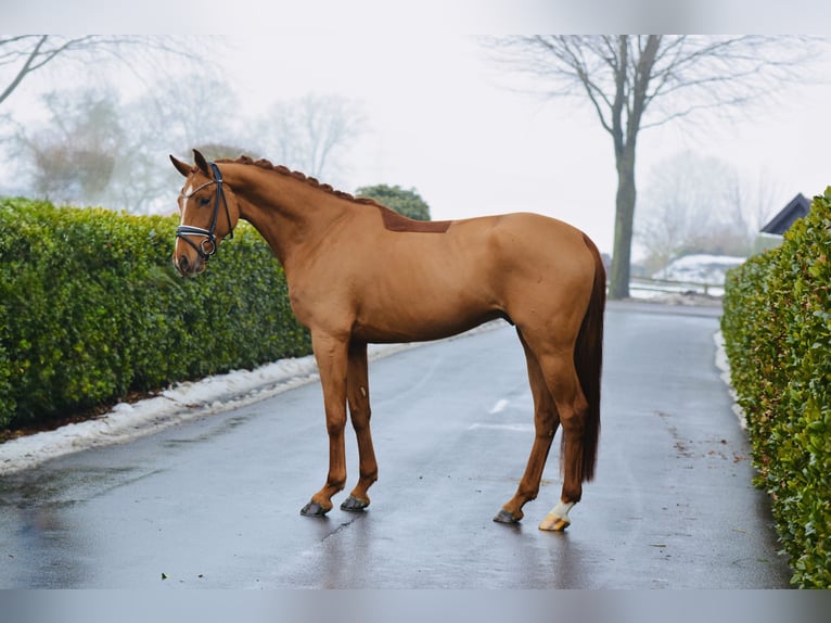 Oldenburgo Caballo castrado 5 años 174 cm Alazán in Vechta