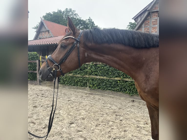 Oldenburgo Caballo castrado 5 años 174 cm Alazán-tostado in Damme